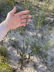 Solidago hispida huronensis