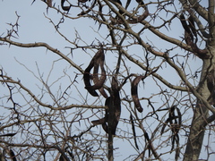 Gleditsia triacanthos