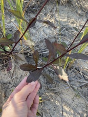 Solidago hispida huronensis