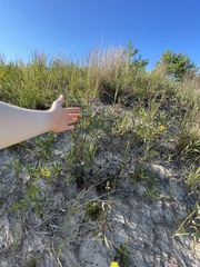 Solidago hispida huronensis