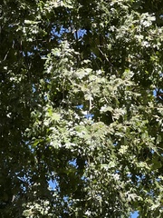 Quercus lobata