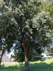 Quercus lobata