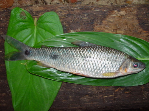 Magdalena leporinus (Leporinus muyscorum) — Anostomidae — 4