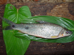 Megaleporinus muyscorum