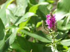 Lythrum salicaria