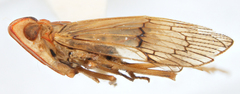 Ubis verticalis