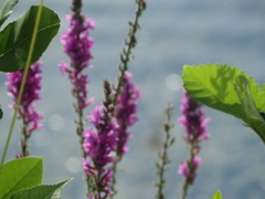 Lythrum salicaria