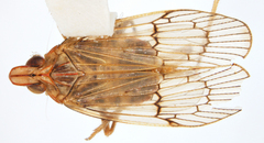 Ubis verticalis