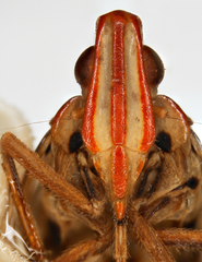 Ubis verticalis