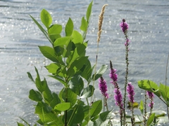 Lythrum salicaria