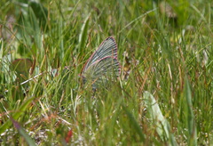 Colias behrii
