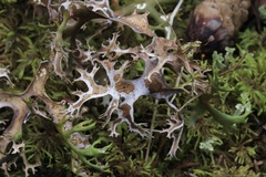 Masonhalea richardsonii