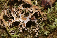 Masonhalea richardsonii