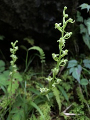 Platanthera devolii