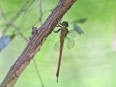 Coryphaeschna apeora
