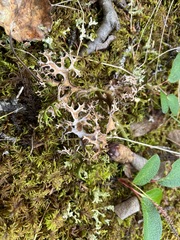 Masonhalea richardsonii