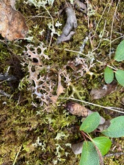 Masonhalea richardsonii