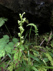 Platanthera devolii