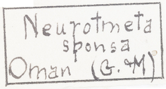 Neurotmeta sponsa