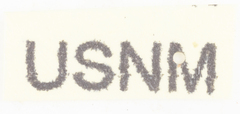 Neurotmeta sponsa