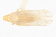 Neurotmeta sponsa