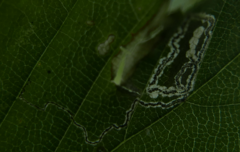 Stigmella floslactella