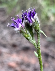 Saussurea angustifolia