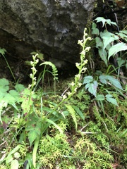 Platanthera devolii