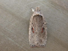 Agonopterix ocellana