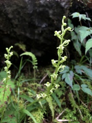 Platanthera devolii