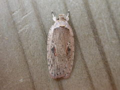 Agonopterix ocellana