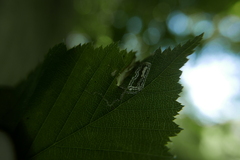 Stigmella floslactella