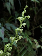 Platanthera devolii