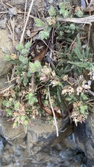 Spergularia macrotheca macrotheca