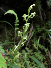 Platanthera devolii