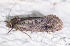 Acrolophus cockerelli