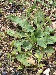 Plantago major