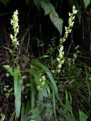 Platanthera devolii