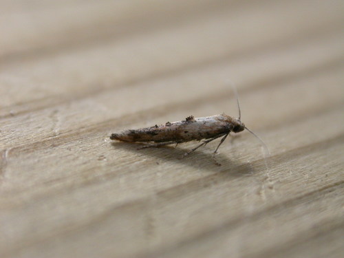 Epermeniidae