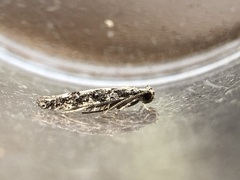 Batrachedra praeangusta