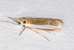 Crambus sperryellus