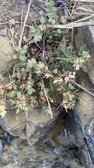 Spergularia macrotheca macrotheca