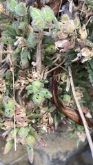 Spergularia macrotheca macrotheca