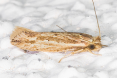 Ypsolopha sp-sw
