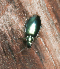 Lebia