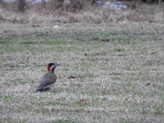Colaptes melanochloros