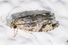 Proteoteras arizonae