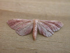 Idaea infirmaria