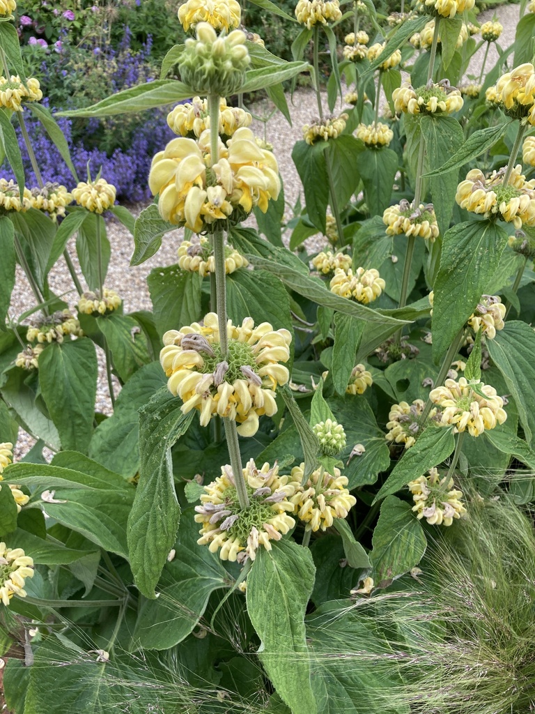 Phlomis russeliana — a medium houseplant, prefers full sun light