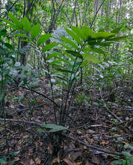 Zamia neurophyllidia
